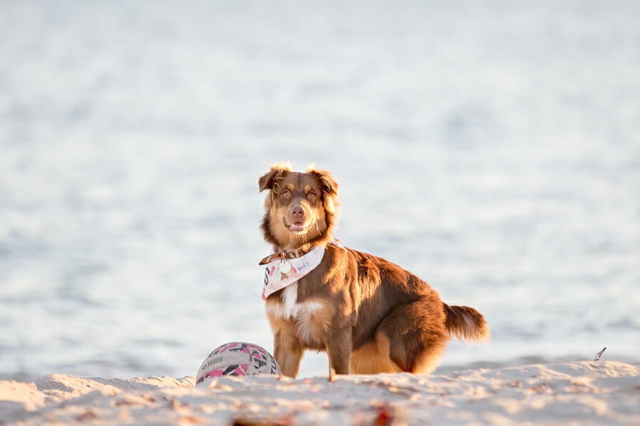 Sunny – Beach Dog Photography