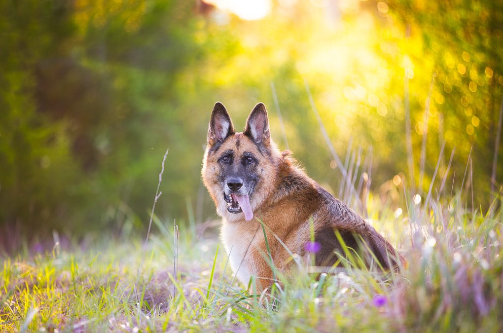 Bella – Sydney Dog Photographer