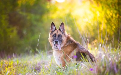 Bella – Sydney Dog Photographer