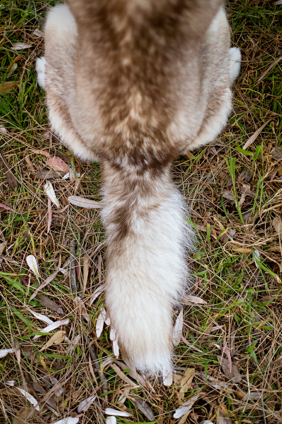 Husky-Tail