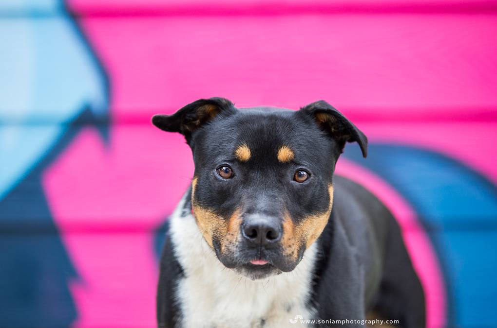 Soulful Rescue Dog Photo Tips