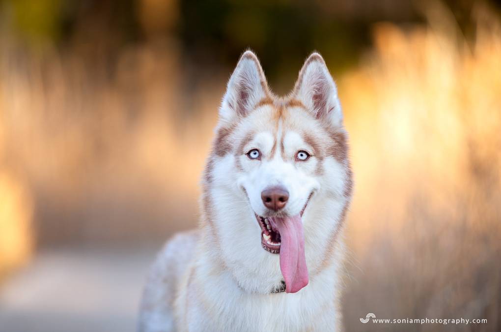 Lisa | Pet Photography Sydney