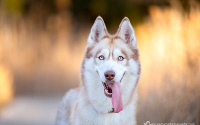 Lisa | Pet Photography Sydney