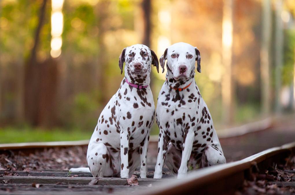 Ned & Lola the Dalmatians