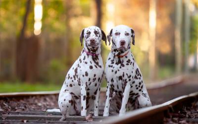 Ned & Lola the Dalmatians