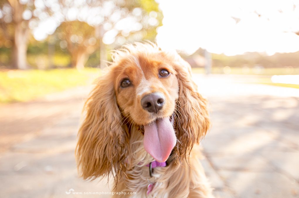 Daisy | Pet Photographer Sydney