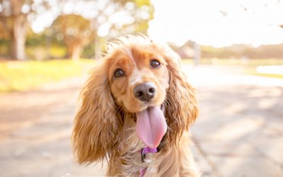 Daisy | Pet Photographer Sydney