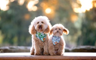 Kelsey & Archibold – Poodle love