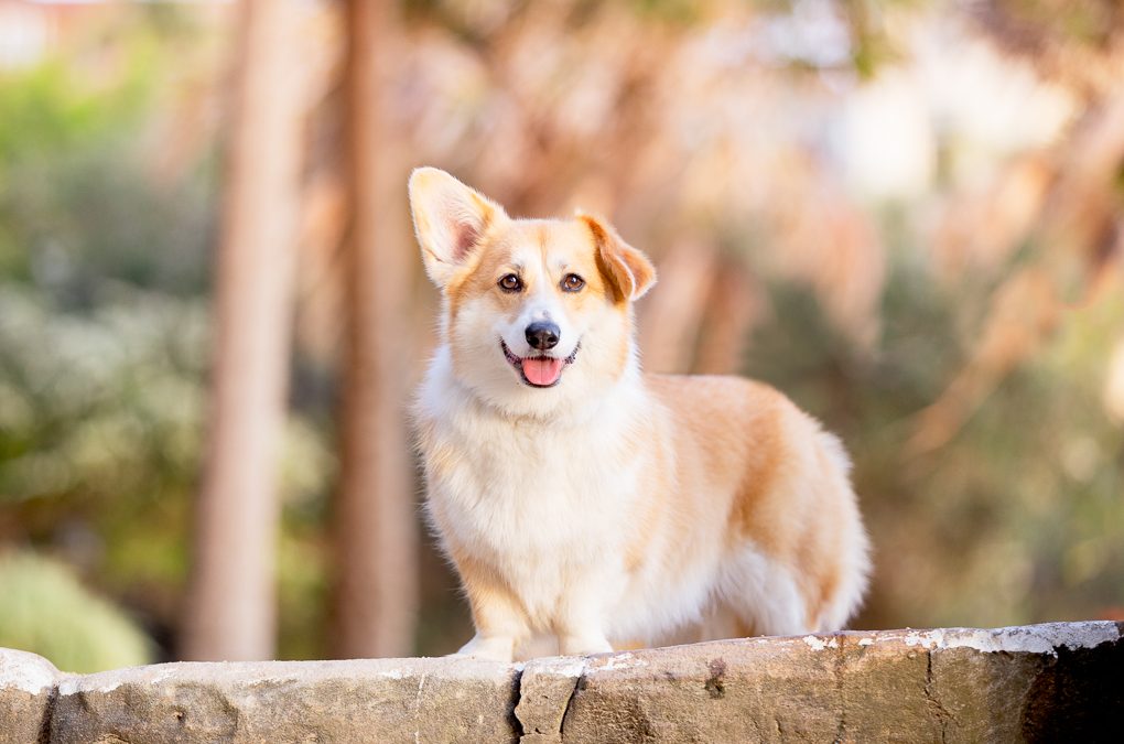 Dumpling The Corgi – In The City