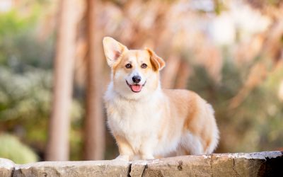 Dumpling The Corgi – In The City