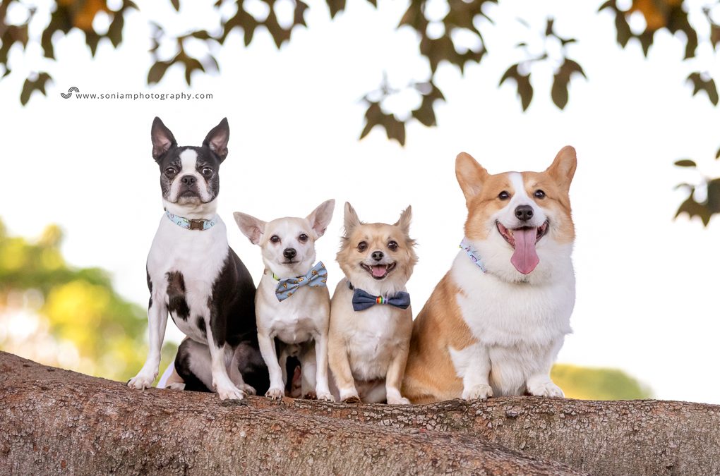 Alfie, Bruno, Macey & Peanut