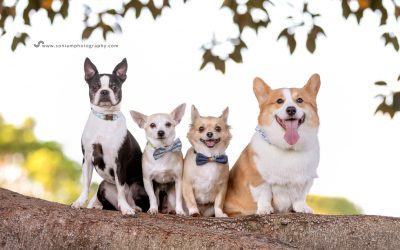 Alfie, Bruno, Macey & Peanut