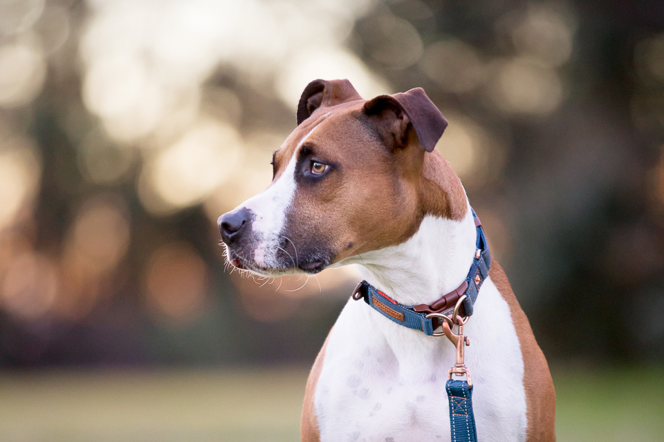 Commercial Pet & Product Photography