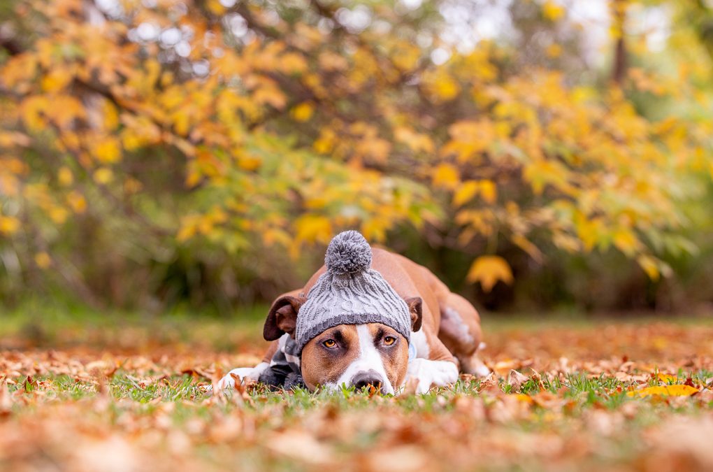 Southern Highlands Pet Photography Session