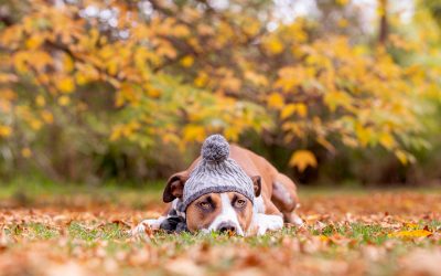 Southern Highlands Pet Photography Session