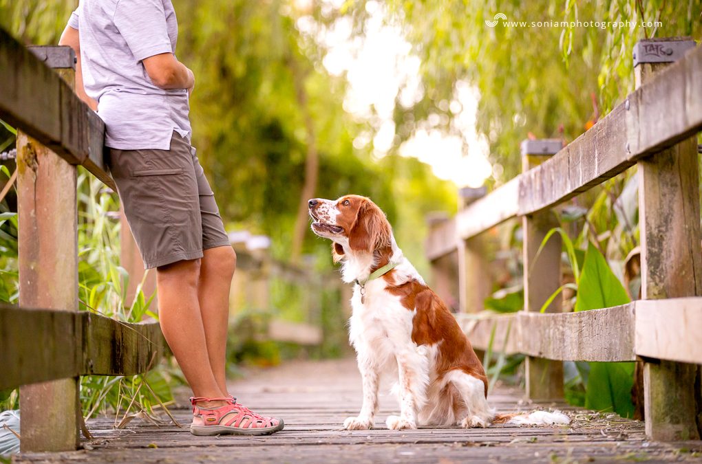 Welsh Springer Spaniel – Jaffa