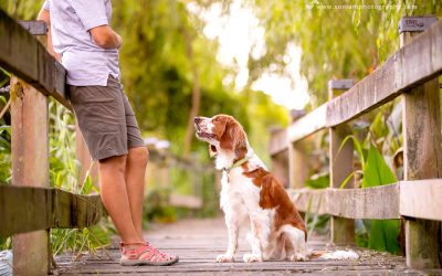 Welsh Springer Spaniel – Jaffa