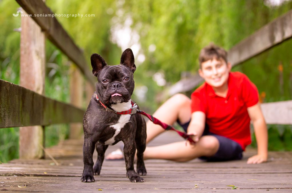 Bolt The French Bulldog