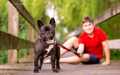 Bolt The French Bulldog