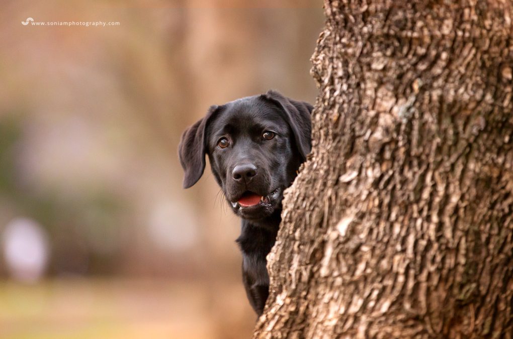 Emmi the Puppy -Sydney Jacaranda session