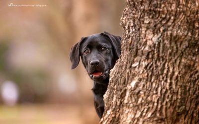 Emmi the Puppy -Sydney Jacaranda session