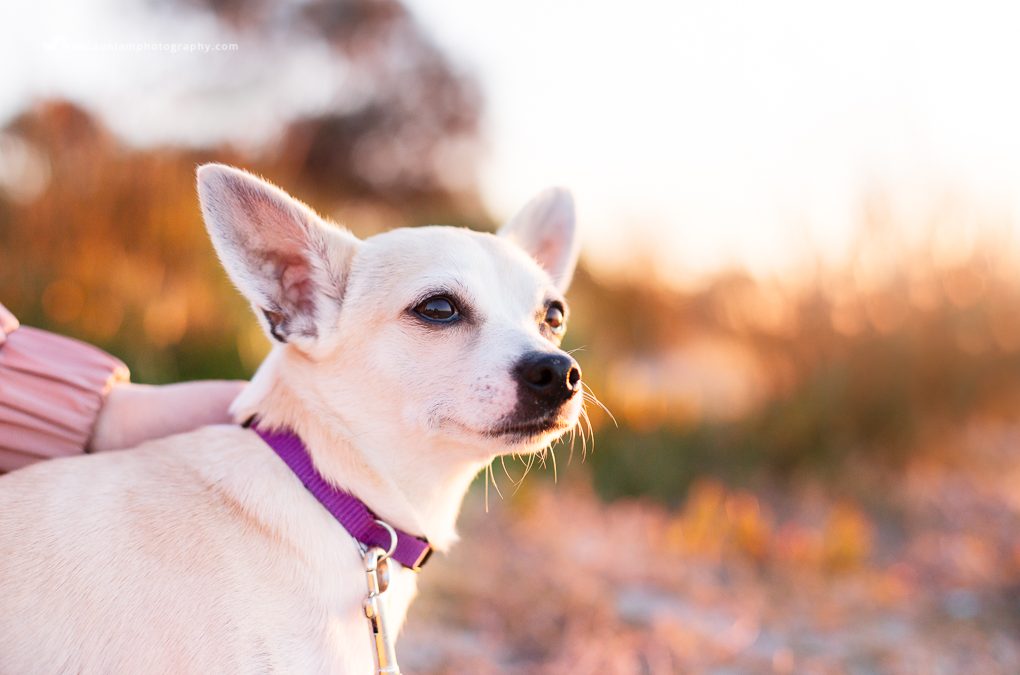 Best Of Pet Photography 2016