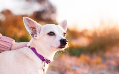 Best Of Pet Photography 2016