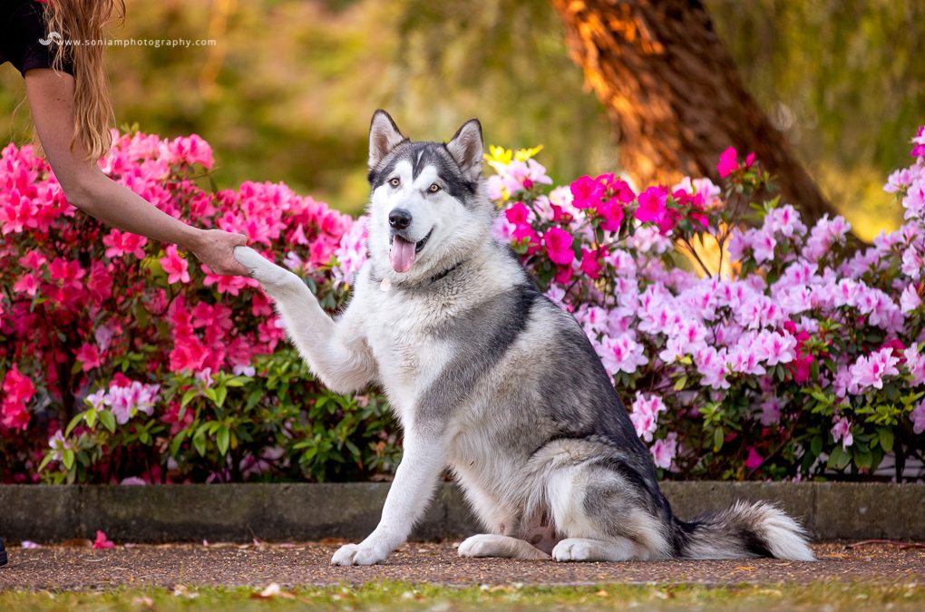 Rescue Husky Photography (2016-2020) Personal Favourites!