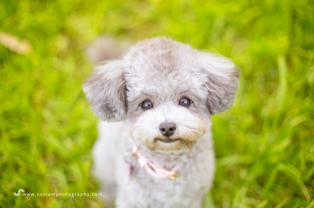 Kirby The Toy Poodle