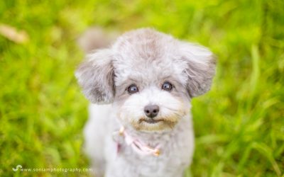 Kirby The Toy Poodle