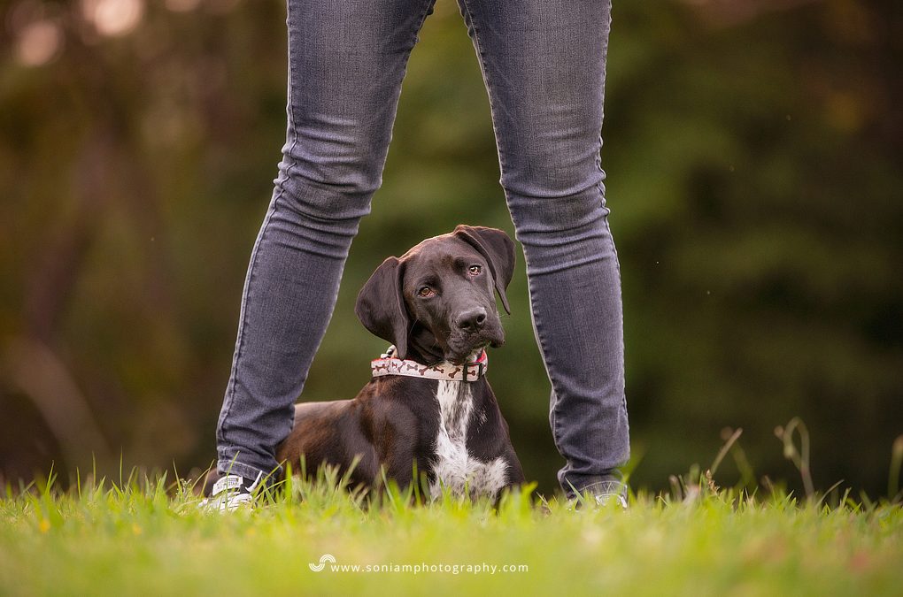 Squish – GSP Puppy