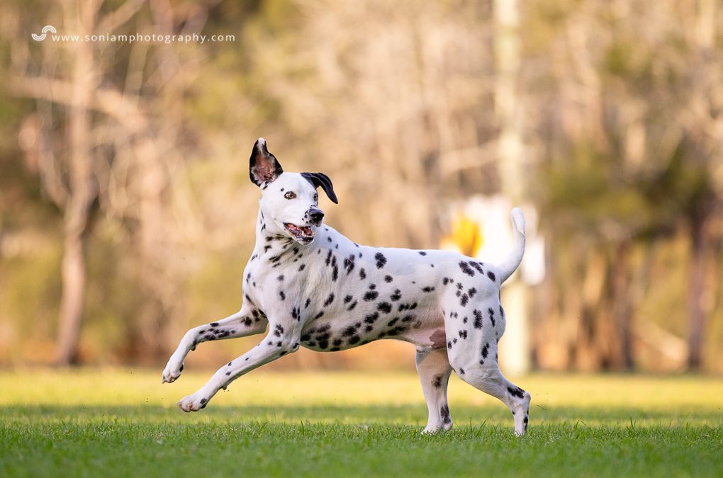 Luka The Dalmatian – Photo Session in The Sutherland Shire