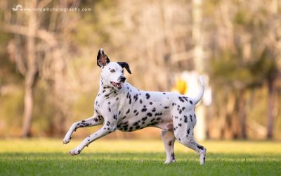 Luka The Dalmatian – Photo Session in The Sutherland Shire