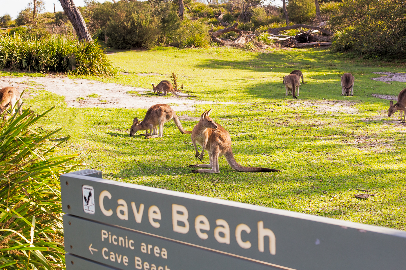 Cave Beach Kangaroos