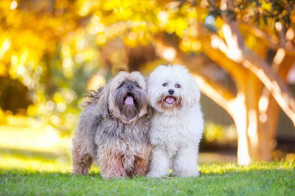 sydney-dogs-photo-1